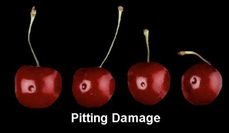 Pitting Damage (2)